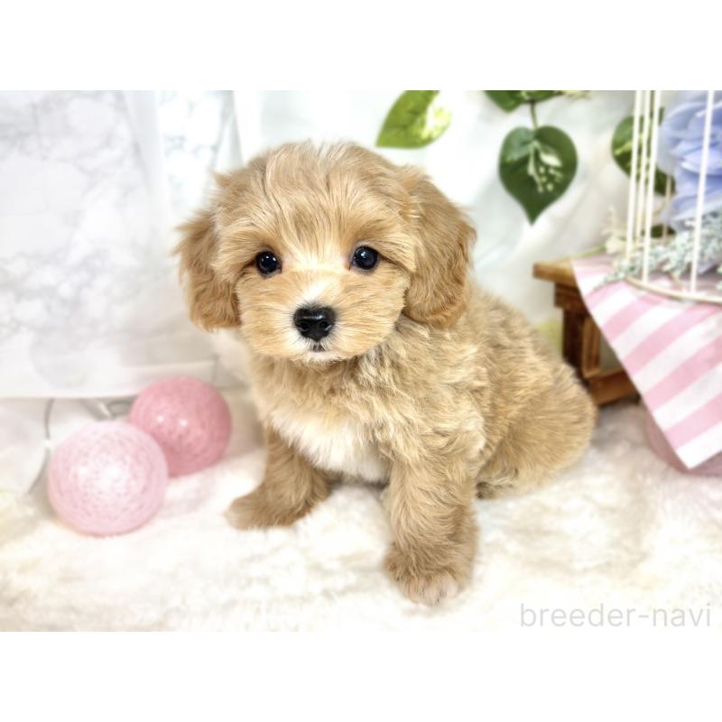 成約済の滋賀県のマルプー:マルチーズ×トイプードル-411759の2枚目